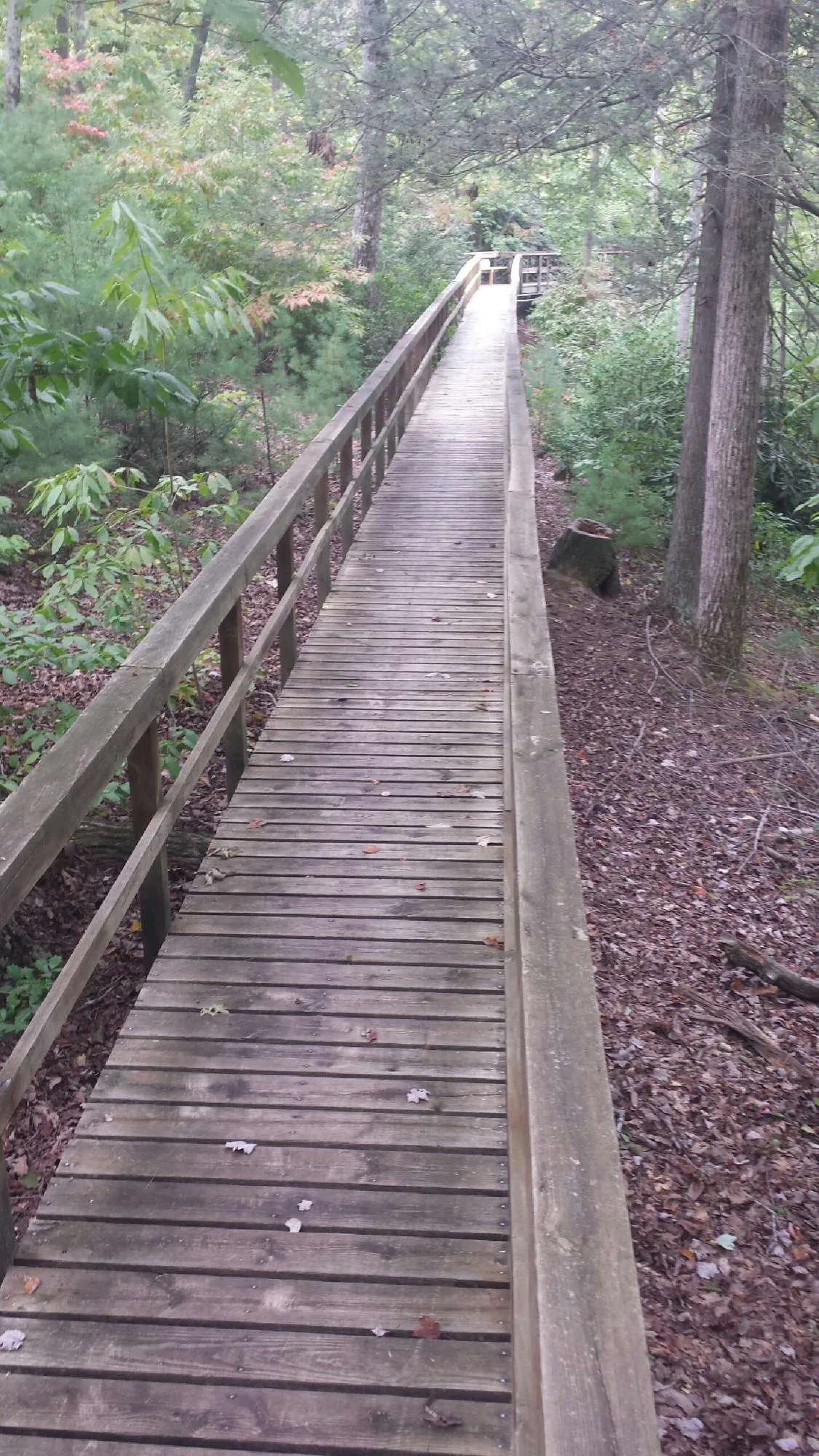 Long wood walkway with handrails built through the woods in Pinewood